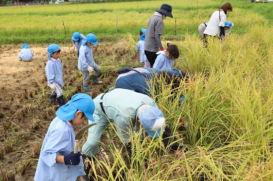 写真：五荘奈佐幼稚園児の稲刈り体験1