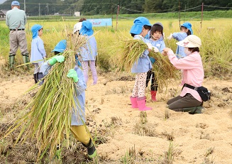 写真：五荘奈佐幼稚園児の稲刈り体験5