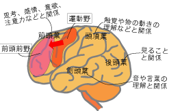 イラスト：左大脳半球　前頭葉：「運動野」「前頭前野」思考、感情、意欲、注意力などと関係　頭頂葉：触覚や物の動きの理解などと関係　後頭葉：見ることと関係　側頭葉：音や言葉の理解と関係