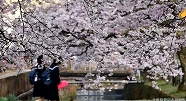 写真：満開の桜