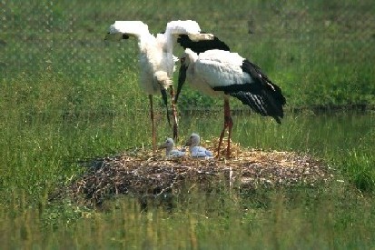 写真：コウノトリ