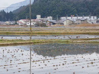 写真：早期湛水