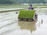 写真：田植え