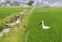 写真：田んぼの中で餌を捕るコウノトリ