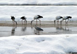 写真：5羽のコウノトリ