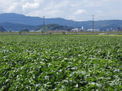 写真：大豆畑