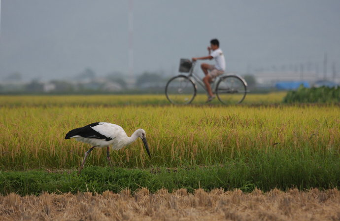 写真：コウノトリ育むお米