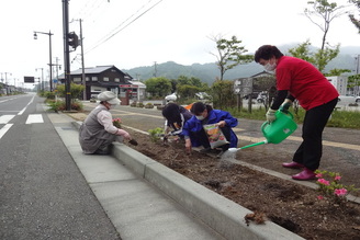 写真：コキアの定植