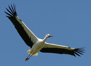 写真：野外で羽ばたくコウノトリ