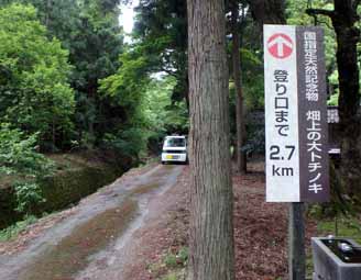 写真：大トチノキへの道1