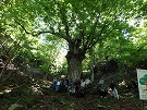 写真：「畑上の大トチノキ」の現地見学会が開催