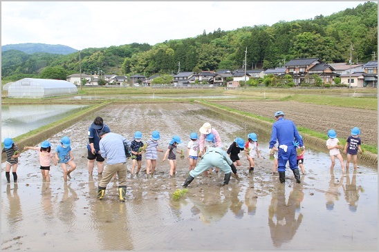 写真：五荘奈佐幼稚園児の田植え体験1