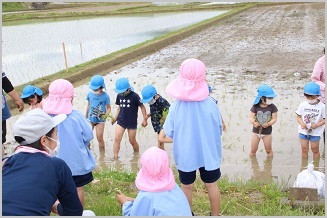 写真：五荘奈佐幼稚園児の田植え体験11