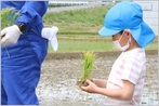 五荘奈佐幼稚園田植え体験