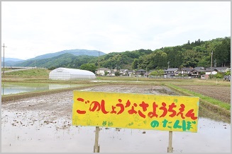 写真：五荘奈佐幼稚園児の田植え体験2