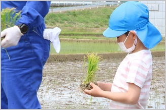 写真：五荘奈佐幼稚園児の田植え体験7