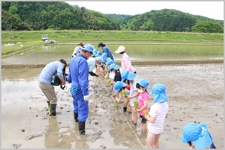 写真：五荘奈佐幼稚園児の田植え体験8