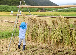 写真：五荘奈佐幼稚園児の稲刈り体験4