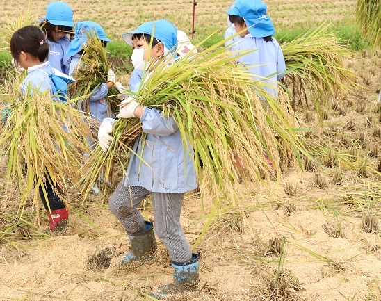 写真：五荘奈佐幼稚園児の稲刈り体験6