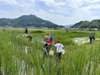 写真：生きもの調査