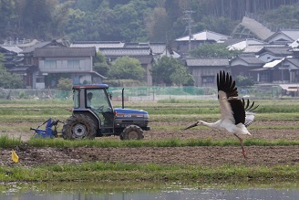 コウノトリの写真1