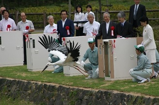 写真：コウノトリ自然放鳥