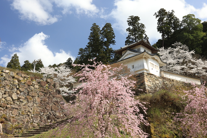 桜満開の出石城跡の写真