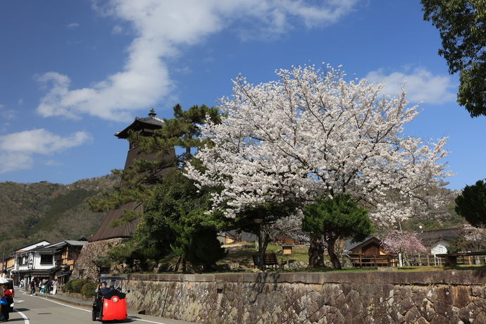 辰鼓楼と桜の写真