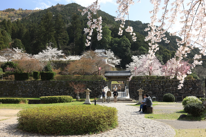 桜咲く出石城跡前の写真
