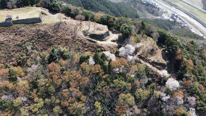 有子山城跡と桜の写真