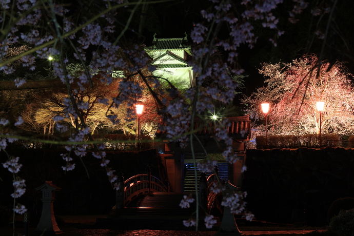 ライトアップされた出石城跡と桜の写真