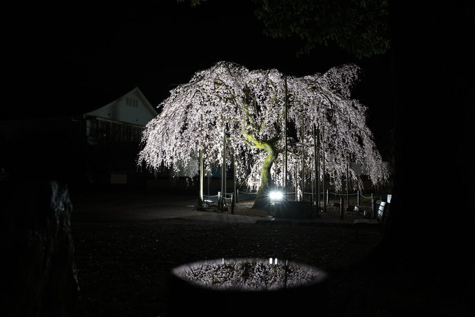 家老屋敷のしだれ桜の写真