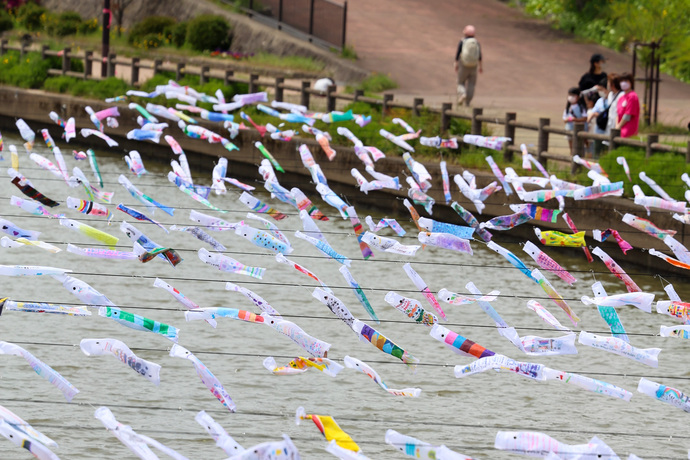 写真：飾られたこいのぼり