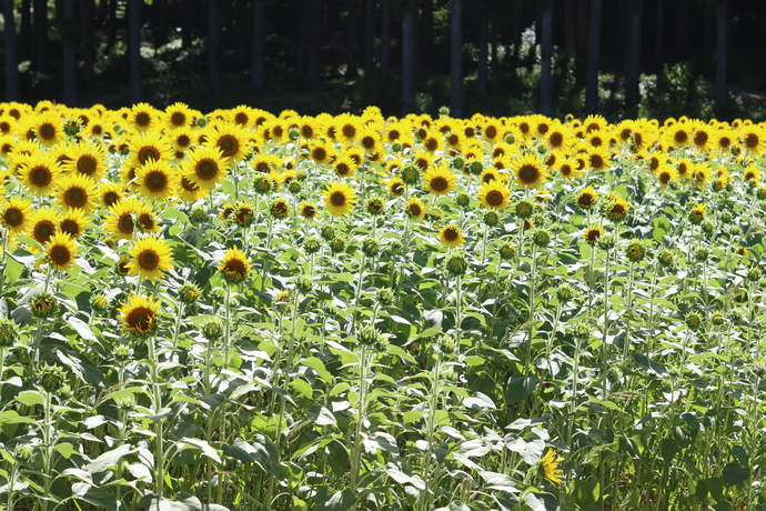 写真：たんとうひまわりまつり1