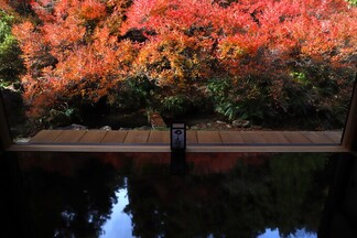 安国寺ドウダンツツジの写真