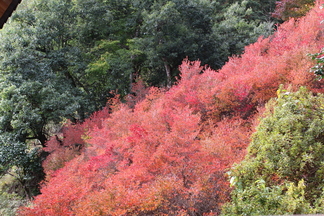 安国寺ドウダンツツジの写真：裏側