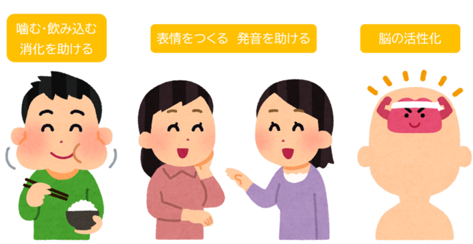 歯の役割イラスト