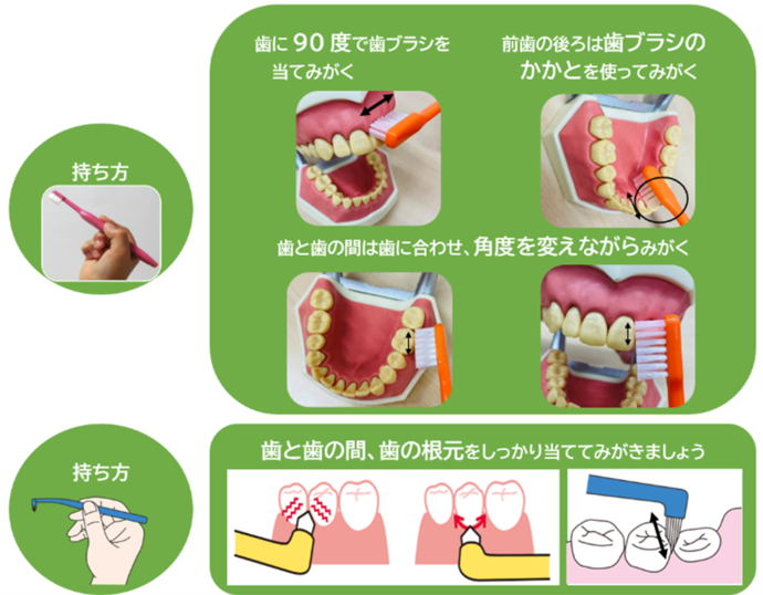 基本のみがき方