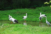 コウノトリの郷公園