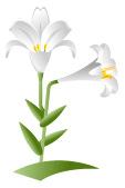 イラスト：ユリの花
