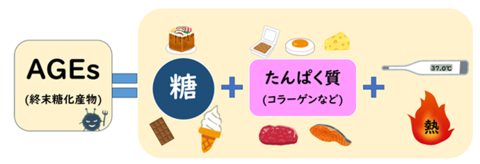 AGEとは、糖とコラーゲンなどたんぱく質が結びついてできます