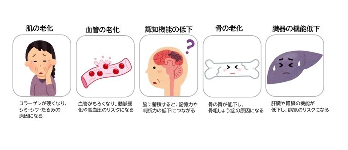 AGEはさまざまな不調や老化を引き起こします