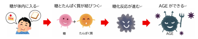 AGEとは、糖とコラーゲンなどたんぱく質が結びついてできます