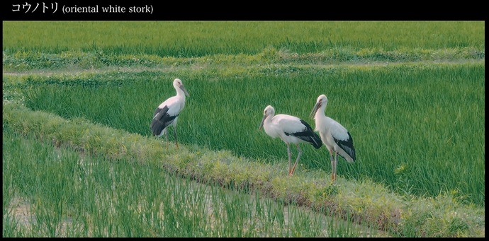 「私が好きな豊岡」TSI豊岡スカイイノベーション映像部作成動画の静止画