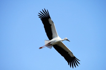写真：大空を飛ぶこうのとり