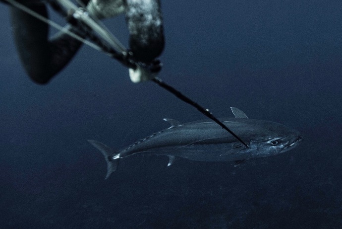 イソマグロにモリを打ち込む瞬間