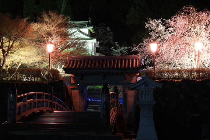写真:夜間の出石城跡の桜をライトアップしている様子