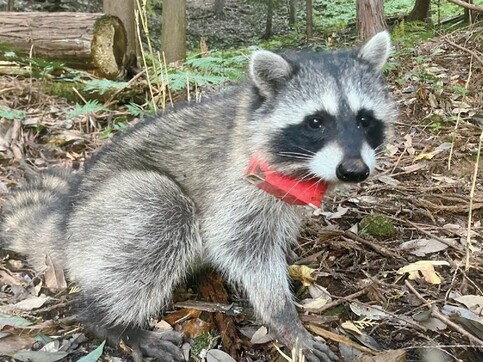 アライグマの写真