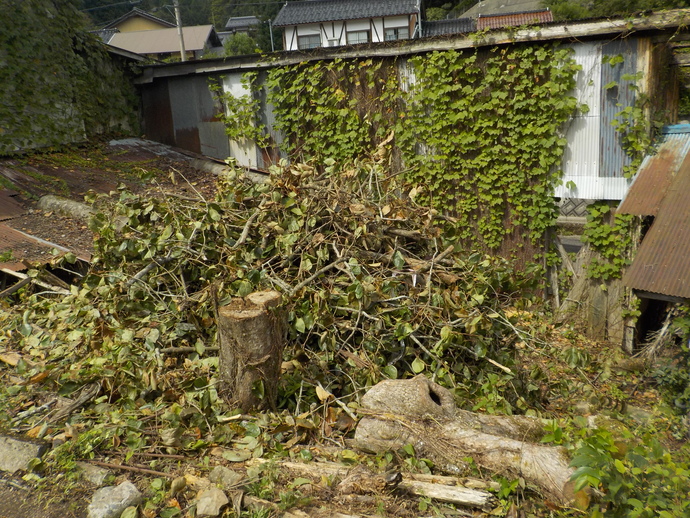 写真：伐採した未利用果樹