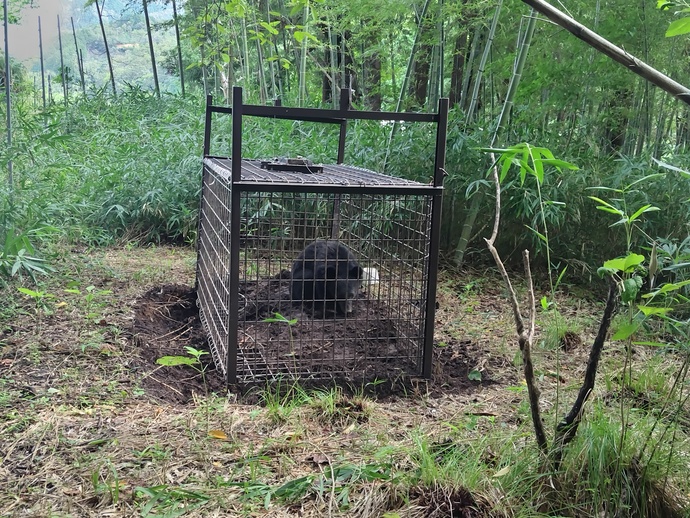 クマ檻